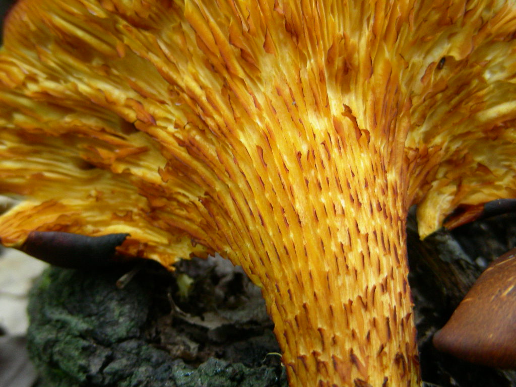 Variabilit� di Omphalotus olearius